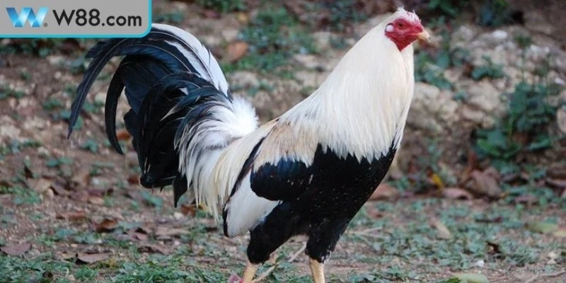 Cách xây dựng lịch bài tập luyện thể lực cho gà đá giai đoạn sinh trưởng