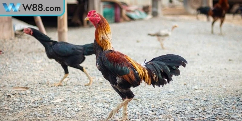 Sai lầm thường gặp trong cách chăm sóc gà đá trong chuồng