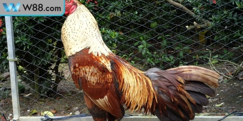 Nguyên nhân gà đá chảy máu và ảnh hưởng tới sức khỏe