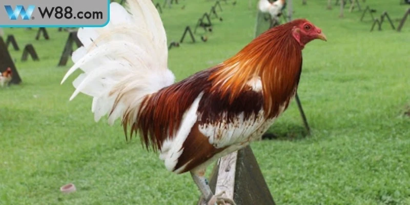 Cách nuôi gà đá không chảy máu theo dõi sức khỏe, xử lý kịp thời