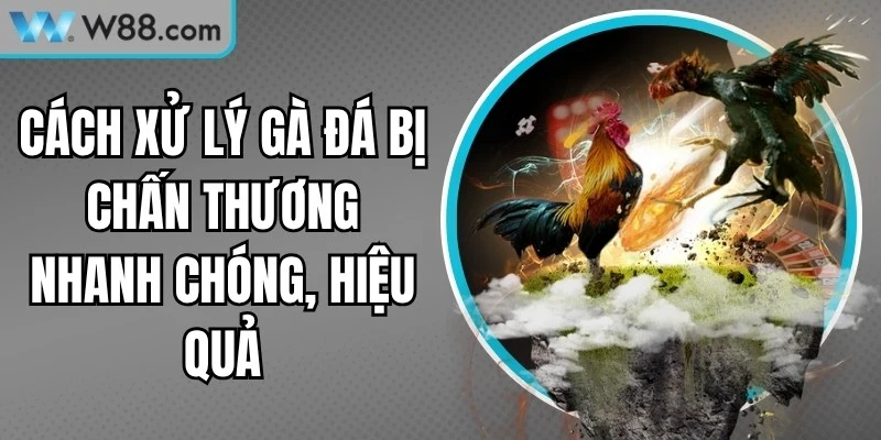 Cách Xử Lý Gà Đá Bị Chấn Thương