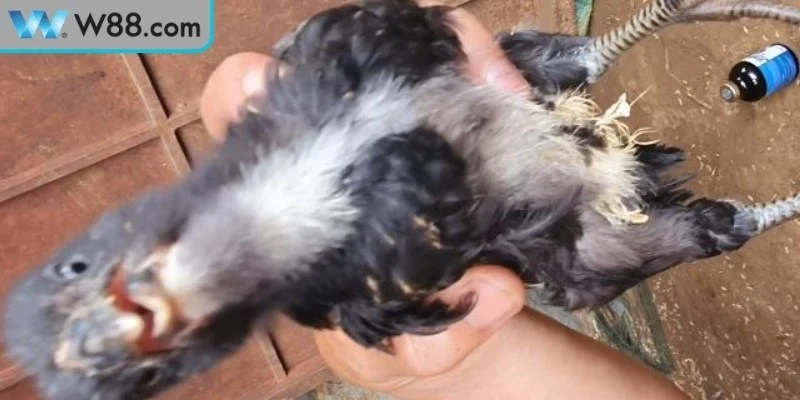 Nhận biết dấu hiệu và cách xử lý gà đá bị chấn thương