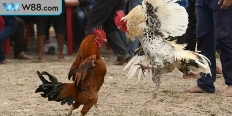 Ưu điểm hình thức đá gà casino trực tuyến