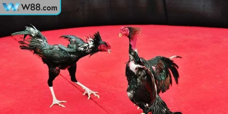 Luật chơi đá gà cựa dao tại W88 cho người mới