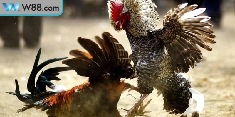 Chiến thuật thi đấu hay tại đá gà cựa sắt