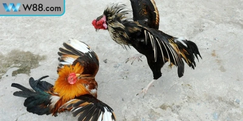 Yếu tố ảnh hưởng đến kết quả thi đấu đá gà cựa sắt