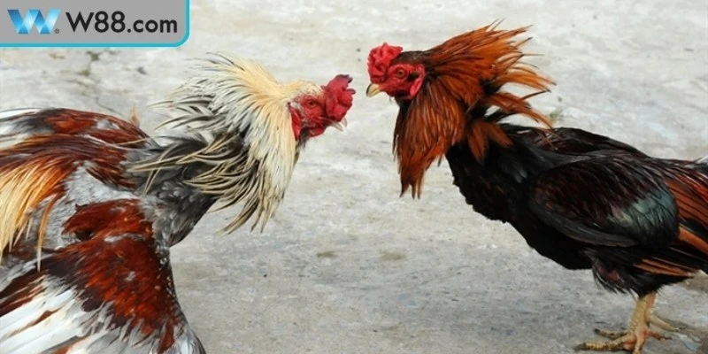 Mẹo giúp cược đá gà đòn đạt hiệu quả cao