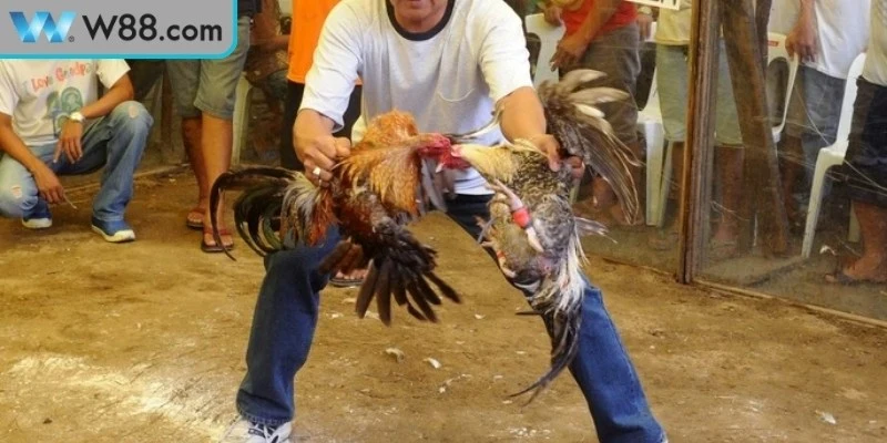 Mẹo chơi đá gà Mộc Bài để tăng tỷ lệ thắng