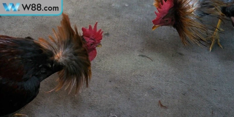 Bí kíp chơi đá gà tre Thomo cho game thủ mới