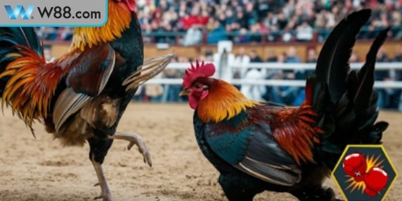 Luật thi đấu đá gà tre Thomo được xây dựng nhằm bảo đảm công bằng