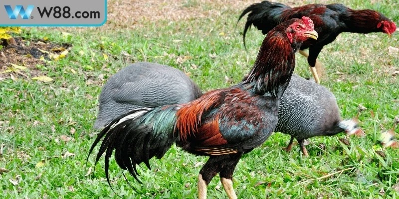 Làm thế nào để gà đá có sức bền cho chủ kê