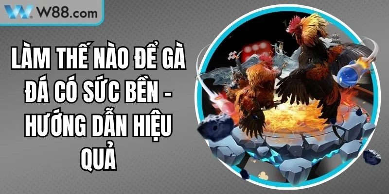Làm Thế Nào Để Gà Đá Có Sức Bền