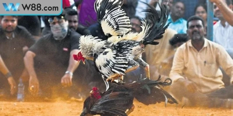 Áp dụng thành công các mẹo đá gà cực kỳ chuẩn xác 