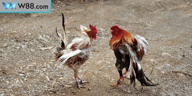 Mẹo đá gà để tăng sức mạnh quan trọng không