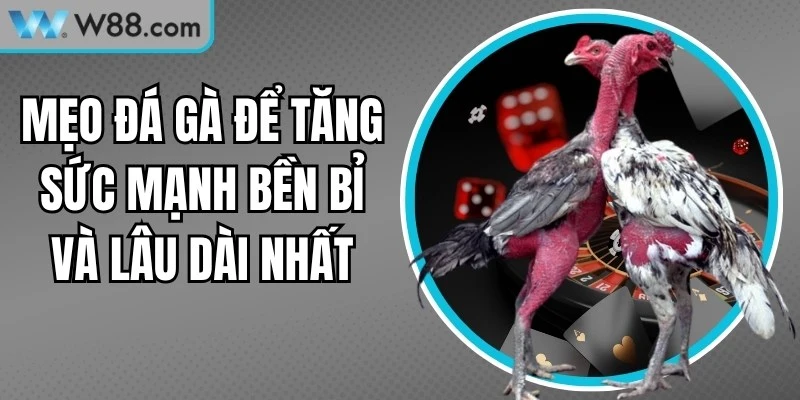 Mẹo Đá Gà Để Tăng Sức Mạnh