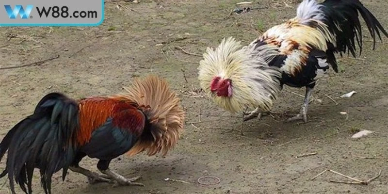 Chia sẻ các mẹo đá gà tránh bị thua