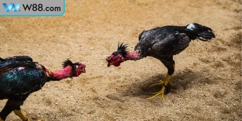 Tầm quan trọng mẹo đá gà tránh bị thua